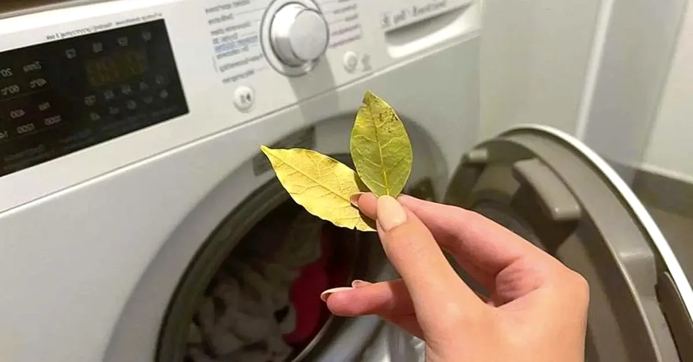 Dafinul ne poate fi de ajutor la spălatul hainelor / foto: spm