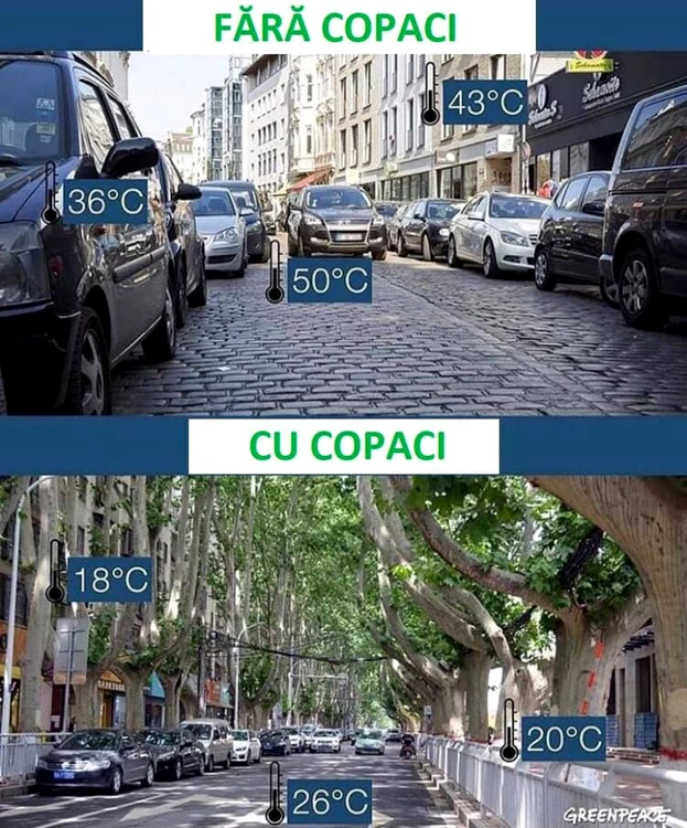 cluj green peace copac. foto green peace 
