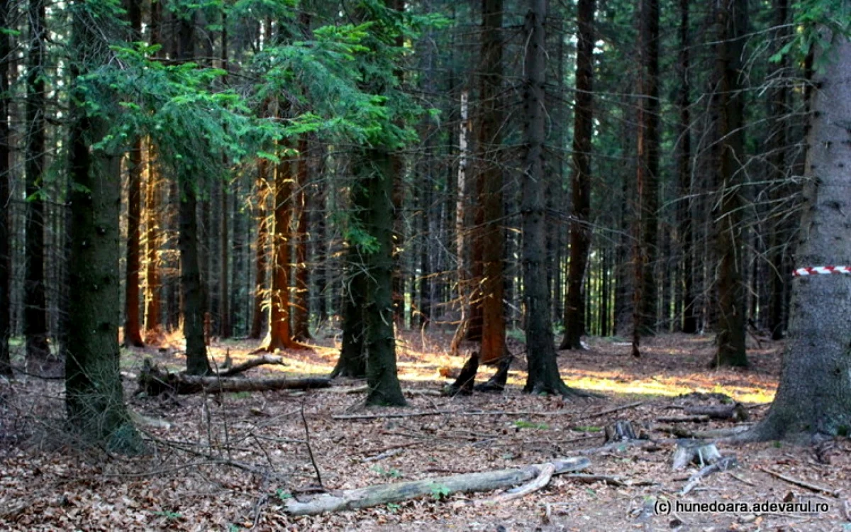 paduri seculare hunedoara foto daniel guta adevarul