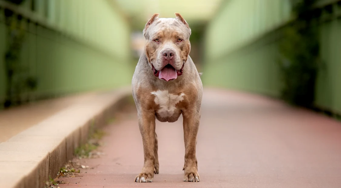 O femeie a murit după ce a fost atacată de propriul câine FOTO: Shutterstock