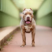 caine american bully XL shutterstock 2343944409 jpg