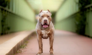 caine american bully XL shutterstock 2343944409 jpg