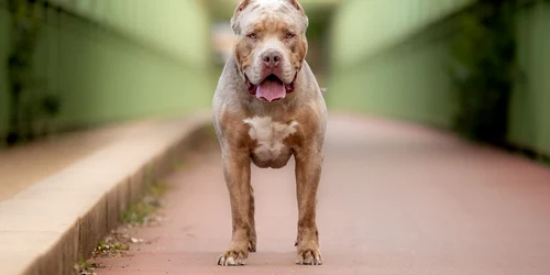 caine american bully XL shutterstock 2343944409 jpg