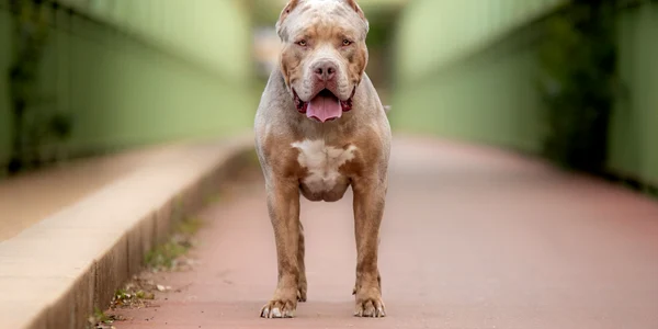 caine american bully XL shutterstock 2343944409 jpg