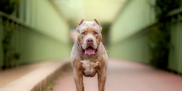 caine american bully XL shutterstock 2343944409 jpg