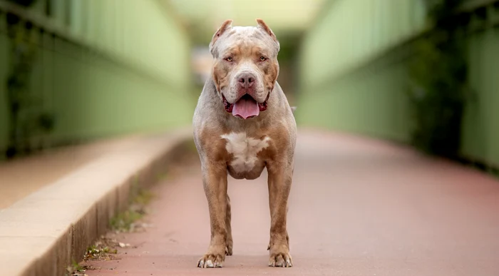 O femeie a murit după ce a fost atacată de propriul câine FOTO: Shutterstock