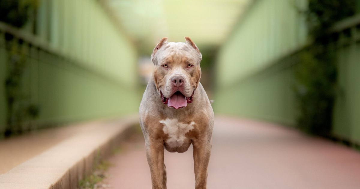 Proprietar din Mamaia-Sat sancționat pentru că și-a lăsat câinii nesupravegheați pe holuri Proprietar din Mamaia-Sat sancționat pentru că și-a lăsat câinii nesupravegheați pe holuri