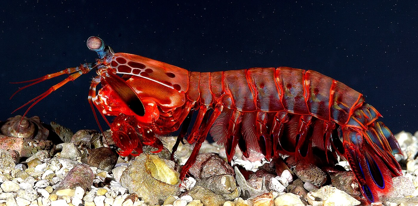 Acest mic animal are 12 tipuri de receptori de culoare / foto: wikipedia