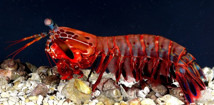 Acest mic animal are 12 tipuri de receptori de culoare / foto: wikipedia