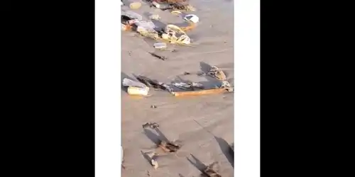 bali gif