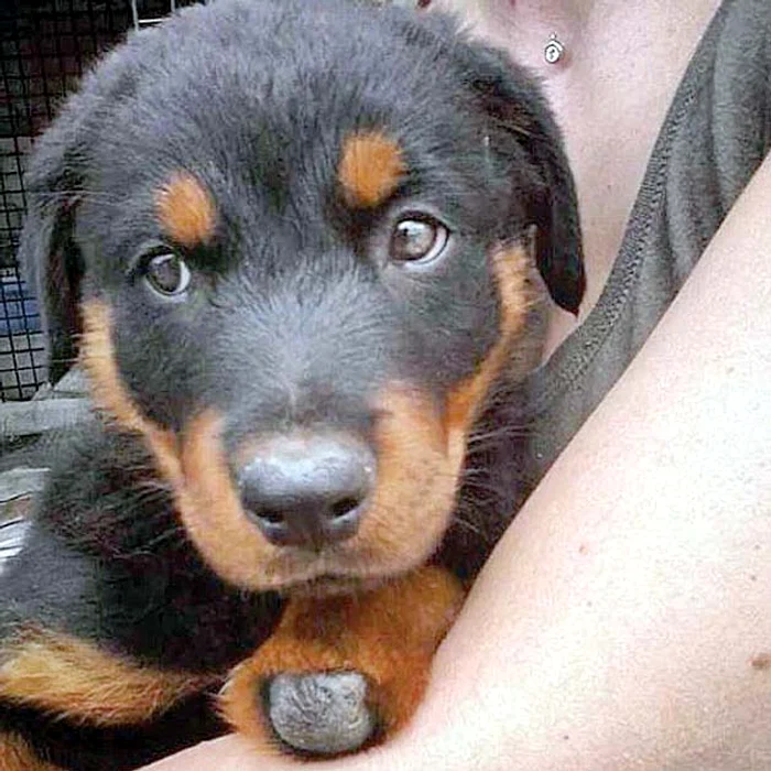 Brutus, pe când era doar un căţeluş