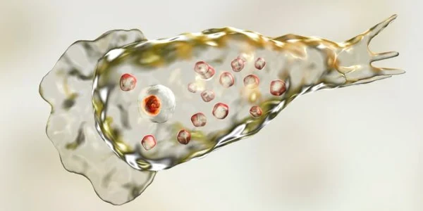 Amiba naegleria fowleri FOTO wired.com