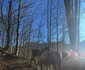 Satul Inelet Administrația Parcului Național Domogled Valea Cernei (19) jpg