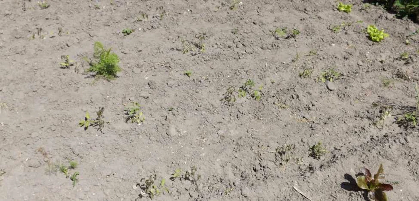 culturi agricole distruse in mehedinti FOTO Corina Macavei