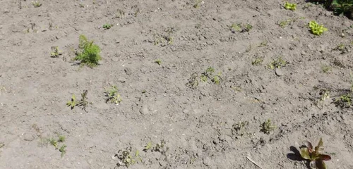 culturi agricole distruse in mehedinti FOTO Corina Macavei 