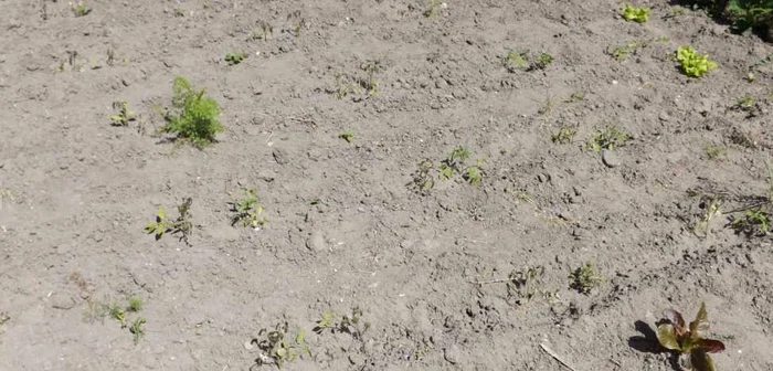 culturi agricole distruse in mehedinti FOTO Corina Macavei 