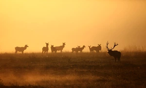 elk 7587415 1280 jpg