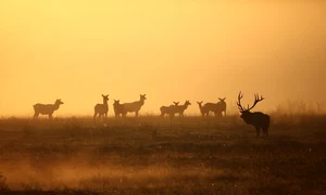 elk 7587415 1280 jpg