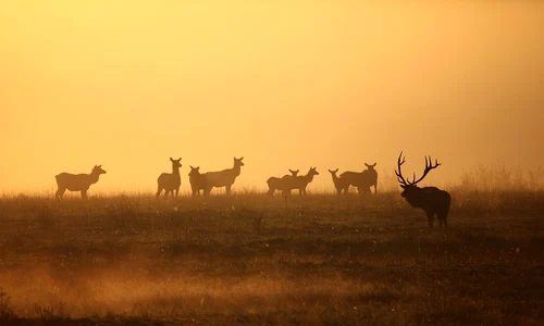 elk 7587415 1280 jpg