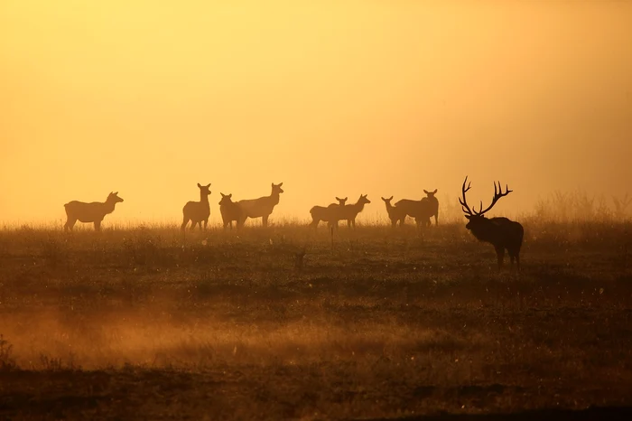 Elanul revine în Regatul Unit după 3.000 de ani de dispariție / FOTO: Pixabay