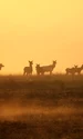 elk 7587415 1280 jpg