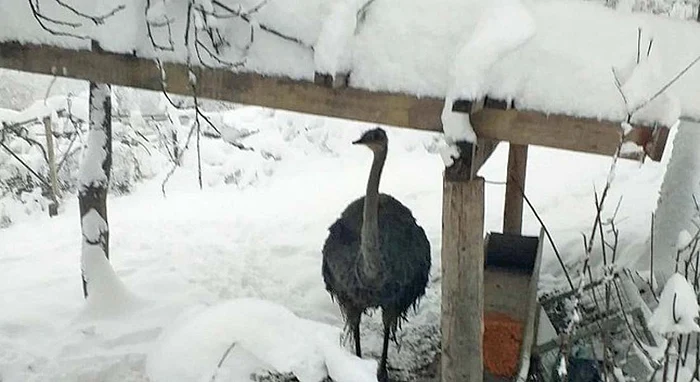Struţul n-are probleme cu frigul din timpul iernii