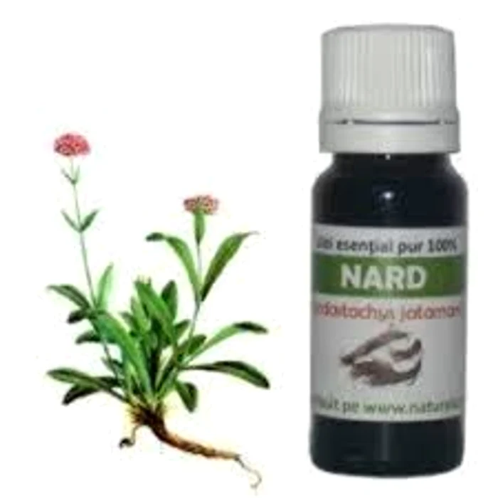 
    Uleiul de Nart are proprietăți  miraculoase pentru sănătatea noastră Sursa foto: Click.ro  