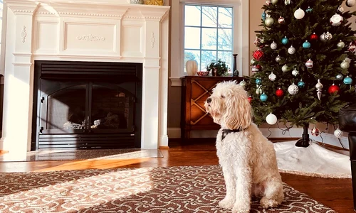 1 decodamira jpg jpeg