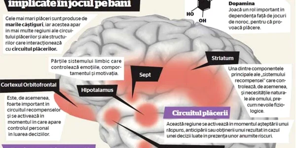 Părţile creierului  implicate în jocul pe bani