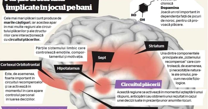 Părţile creierului  implicate în jocul pe bani