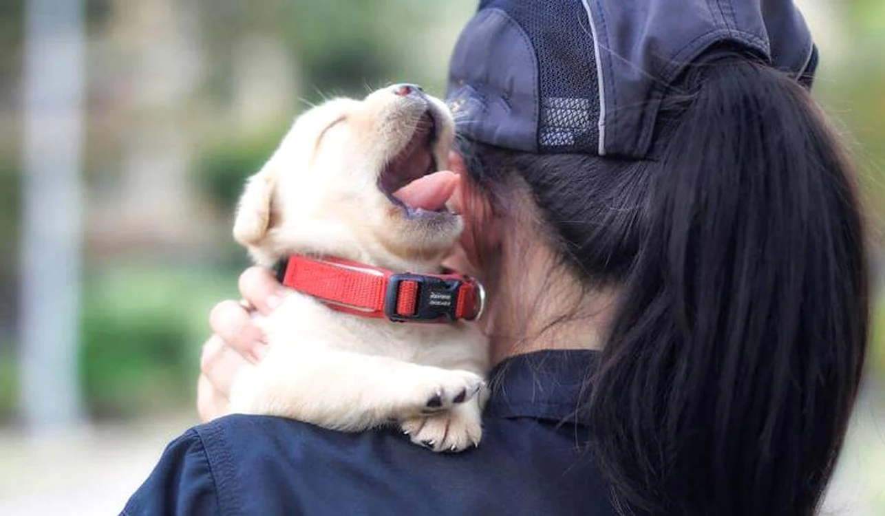 Două luni este vârsta ideală pentru ca un labrador să înceapă să fie dresat  jpeg