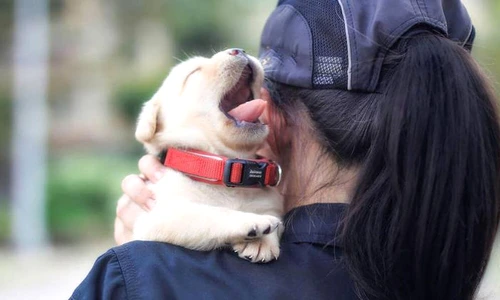 Două luni este vârsta ideală pentru ca un labrador să înceapă să fie dresat  jpeg