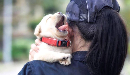 Două luni este vârsta ideală pentru ca un labrador să înceapă să fie dresat  jpeg