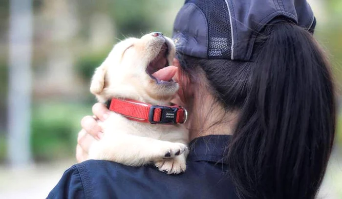 Două luni este vârsta ideală pentru ca un labrador să înceapă să fie dresat  jpeg