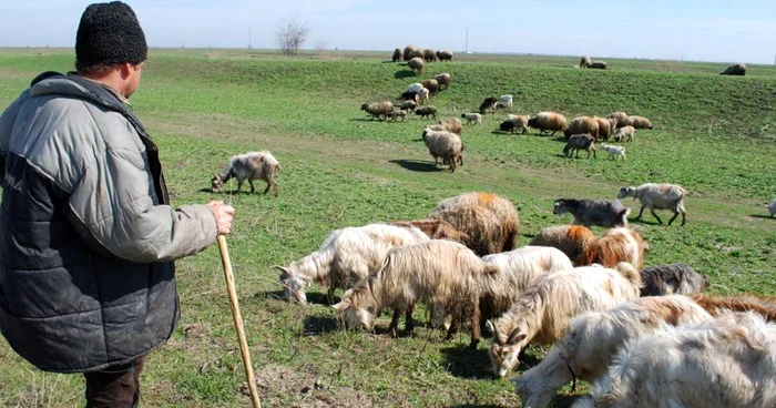 Crescătorii de ovine din Botoșani caută ciobani în Republica Moldova, Vietnam sau FilipineFOTO: adevarul.ro