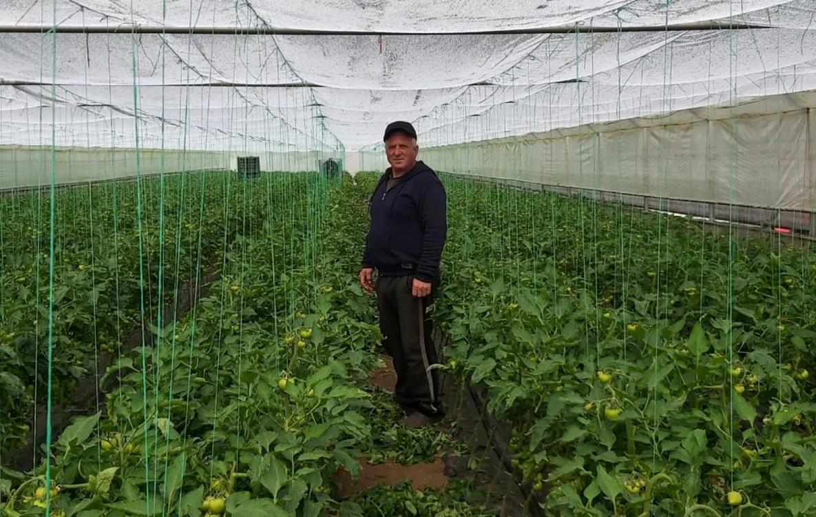 Unul dintre producătorii de roşii din Oltenia interzis în piaţa din Lugoj FOTO Arhivă personală