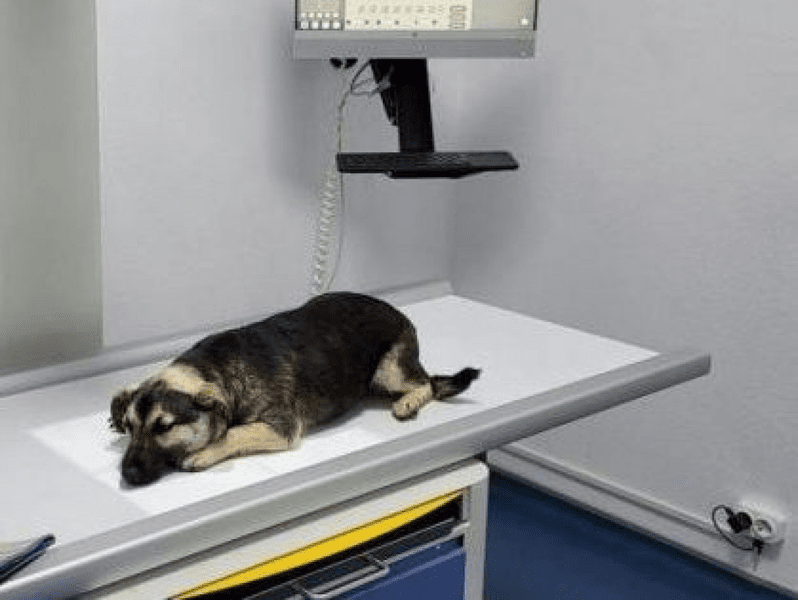 Primăria Capitalei reia campania de sterilizări şi microcipări gratuite pentru câini