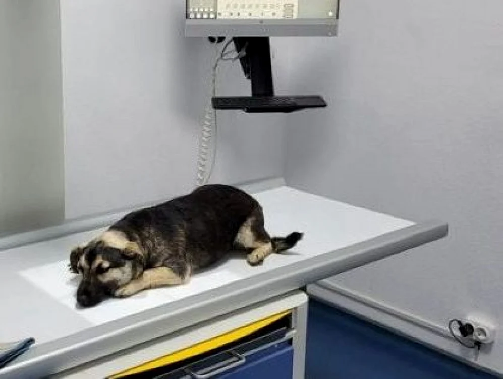 Sterilizare căței / Foto: Arhivă