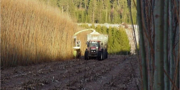 Braşov: Zeci de mii de hectare ar putea fi cultivate cu "salcie energetică"