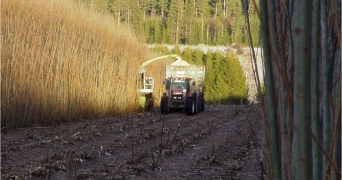 Braşov: Zeci de mii de hectare ar putea fi cultivate cu "salcie energetică"