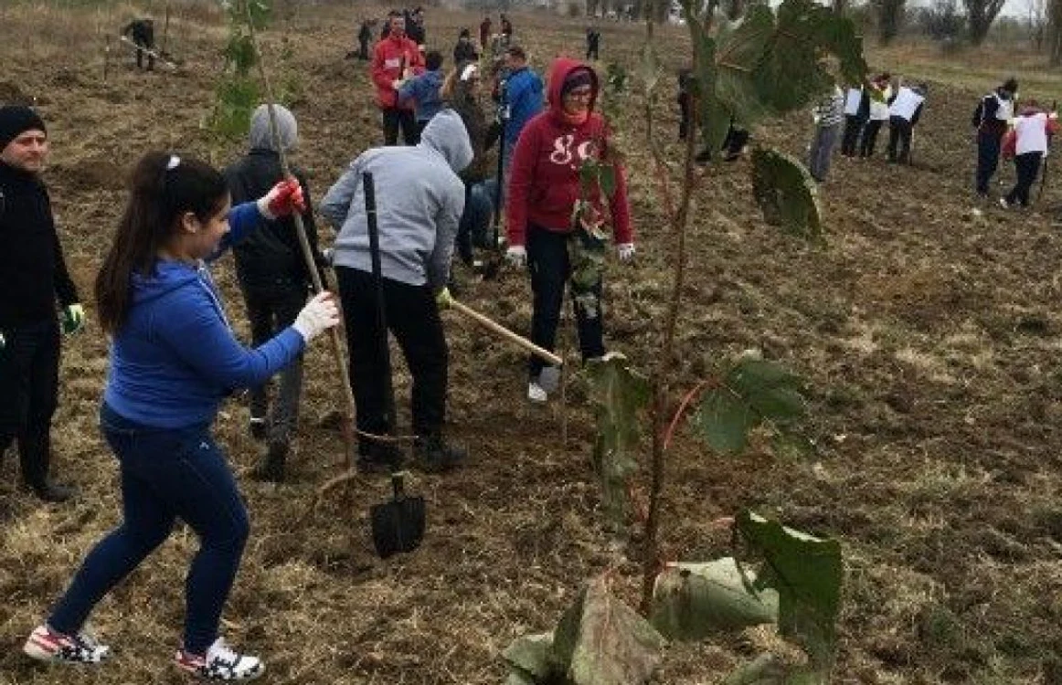Voluntarii continuă pe 14 aprilie plantarea perdelei forestiere pe DN41 FOTO Adevărul