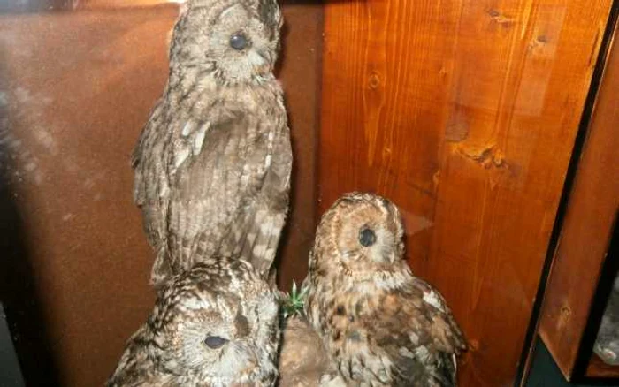 Taxidermie