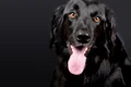 caine foto pixabay jpg