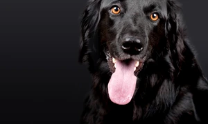 caine foto pixabay jpg