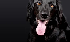 caine foto pixabay jpg