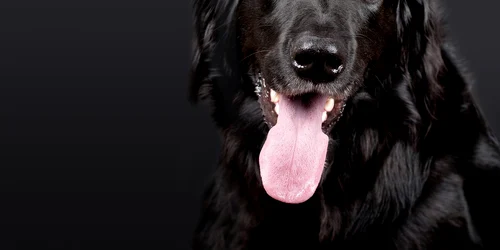 caine foto pixabay jpg