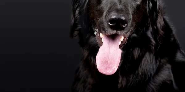 caine foto pixabay jpg