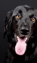 caine foto pixabay jpg