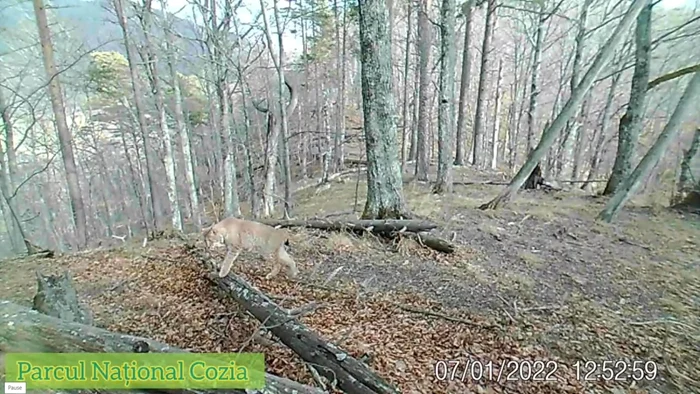 Exemplar de râs suprins în ipostaze rare ziua în amiaza mare în Parcul Naţional Cozia - Vâlcea Foto captură video 1