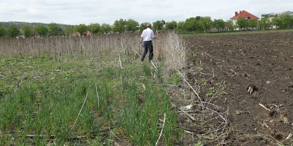 Zeci de mii de terenuri agricole stau parloaga